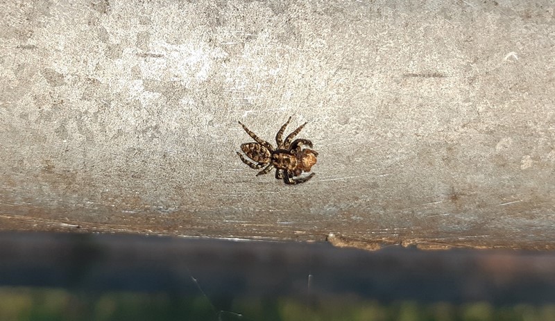 Marpissa muscosa preda ragno -  Vizzola Ticino (VA)